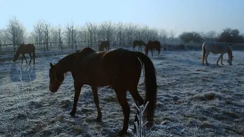 Zwierzę pochodziło ze stadniny w Janowie, która podlega ANR
