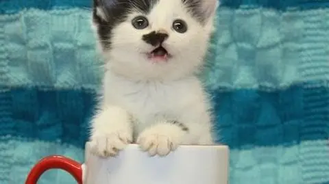 Wąsik a'la Hitler utrapieniem koteczki