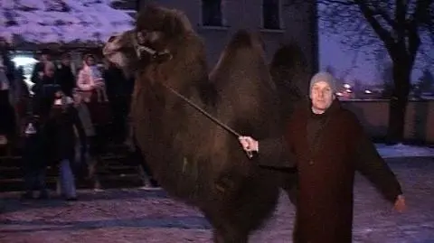 Wielbłąd uciekł z szopki
