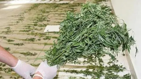 Marihuana na cmentarzu. "Plantatorzy" zatrzymani