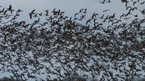 Nalot gęsi na Kiszkowo