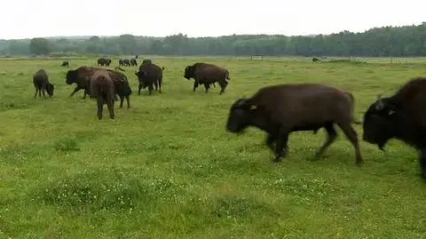 Wyrok śmierci na bizony