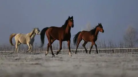 Oficjalne wyjaśnienia ws