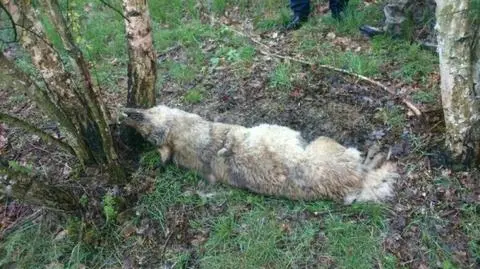 Dolny Śląsk: wilk we wnykach, nie przeżył. Policja szuka kłusownika