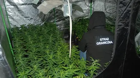 Jelenia Góra: straż graniczna zlikwidowała plantacją marihuany