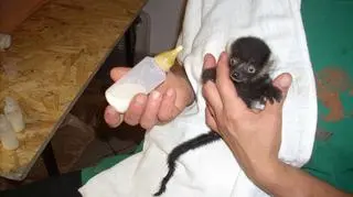 Wrocławskie lemury wari