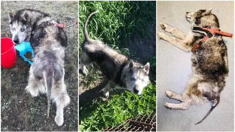 "Niech śmieć zdycha". Skrajnie zaniedbany husky odebrany właścicielom