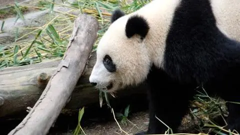 12 pand przepowiada przyszłość