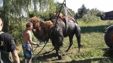 Spragniony "Wasyl" ugrzązł w rowie