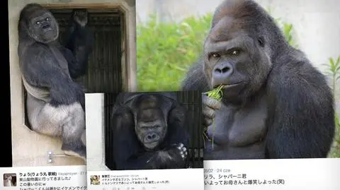 Shabani - wyjątkowo przystojny goryl z Japonii