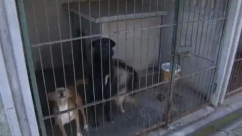 Kłomnice: skandaliczne warunki w schronisku