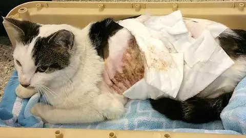 Pokazał jak torturuje kota. Sąd skazał go na więzienie