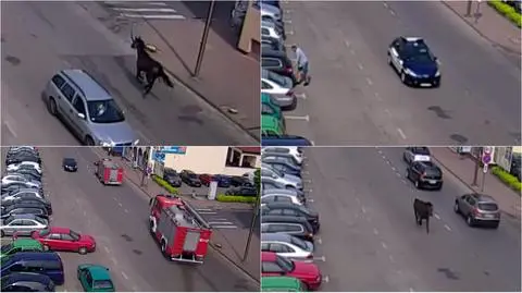 Koń spowodował kolizję i galopem umykał policji