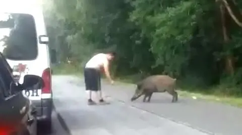 Jeden z turystów zaczął dokarmiać dzika 