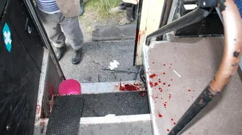 Łoś wpadł do autobusu i ranił kierowcę
