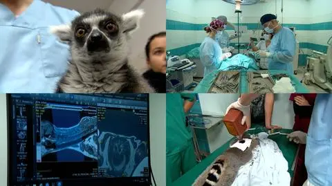 Lemur Julian przeszedł badanie rezonansem, potrzebna była operacja