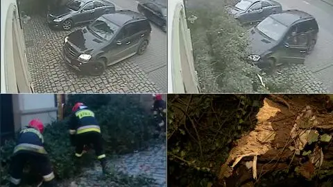 Drzewo runęło na dwa mercedesy. "Zgłaszałem, że się zawali. Mogło dojść do tragedii"