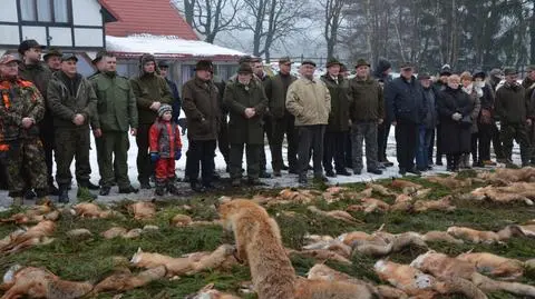 Odstrzelili ponad 200 lisów, bo "taka tradycja"