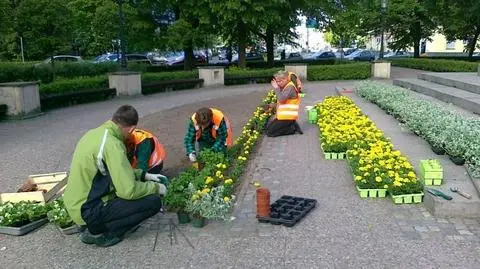 Żeniszek, kocanka, aksamitka: 
tysiące kwiatów na Euro