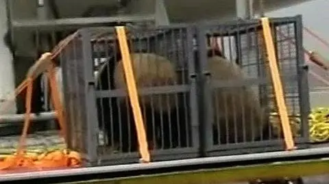 Ocalałe po trzęsieniu ziemi pandy jadą do Pekinu