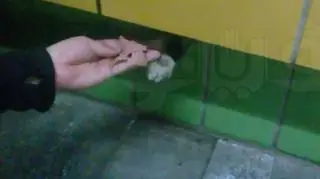 Wujek Abdo codziennie przynosił kotu wodę oraz jedzenie