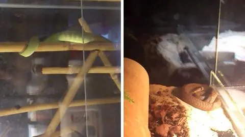 Jadowite węże w Słupsku