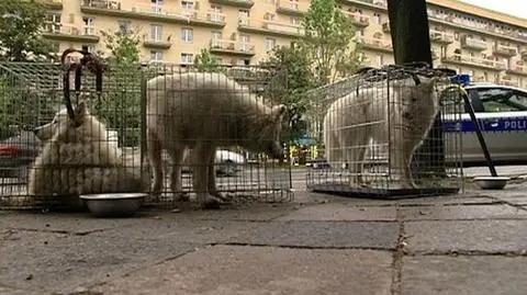 Zostawiła psy w rozgrzanym aucie
