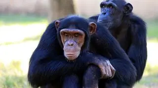 Obrońcy praw zwierząt z Nowego Jorku chcą, by prawo gwarantowało naczelnym wolność