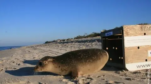 Uratowana foczka wróciła do Bałtyku
