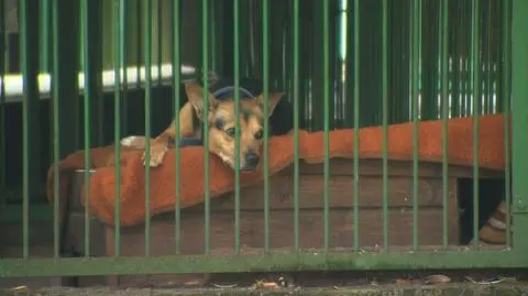 Animal shelters are reporting a rise in abandoned dogs