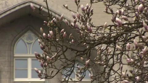 W Kórniku zakwitły magnolie