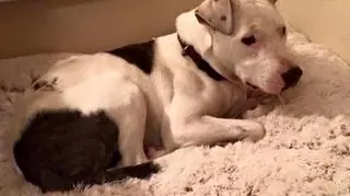 Pies okazał się być bardzo wytrwały