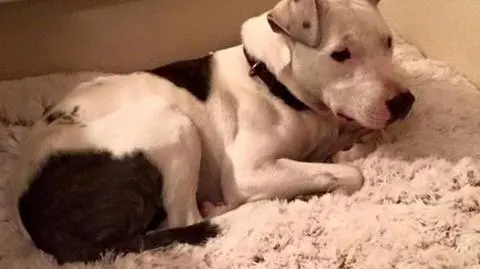 Pies z USA potrącony i bity młotkiem. Pies Theia z USA