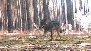 O obecności wilków w nadleśnictwie wiedziano od dwóch lat