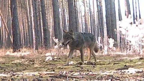 Miała łapać złodziei, złapała wilka. 
"To jedyny taki przypadek"
