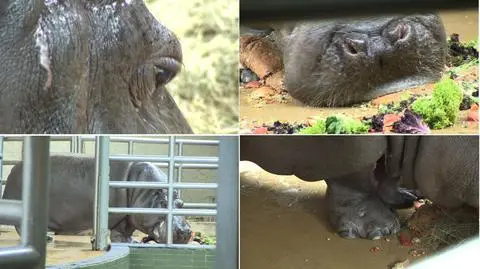 Chorzów. 55. urodziny najstarszego na świecie hipopotama