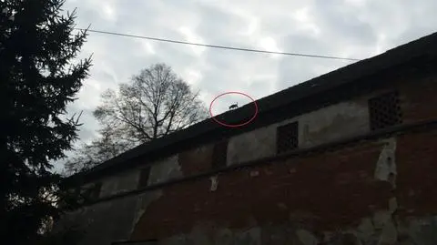 Dolny Śląsk: pies spacerował po dachu stodoły