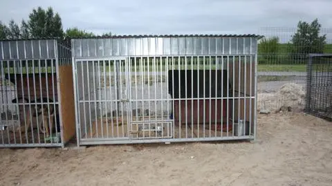 Włamał się do schroniska i ukradł psa