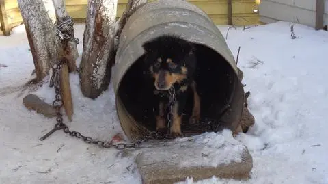 Psy mieszkały w beczkach 
