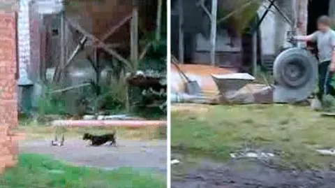 Nastolatek maltretuje kota