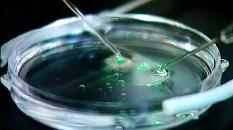 Tusk za refundacją zapłodnienia in vitro