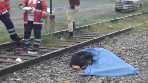 Pies nie chciał odejść od ciała swojego właściciela