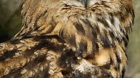 Puchacz uciekł z zoo, ale wrócił. „Pewnie zgłodniał”