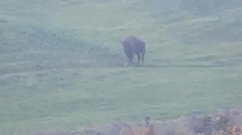 Żubr w lesie pod Wejherowem 