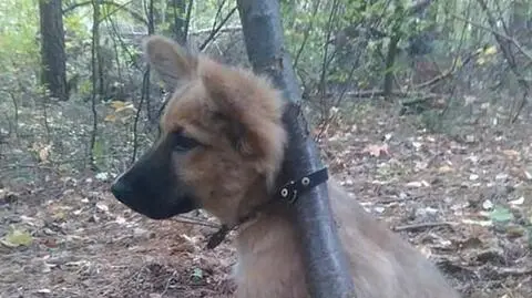 Szczeniak przypięty obrożą do drzewa