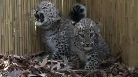 Lamparciątka z Budapesztu