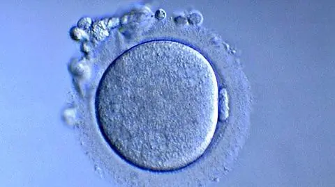 Komorowski: Jestem za in vitro