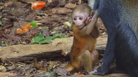 Koczkodan górski urodził się we wrocławskim zoo
