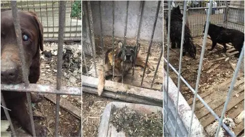 Psy mieszkały w kojcach, których nikt nie sprzątał