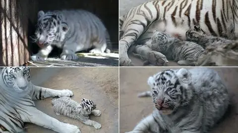 Niecodzienny debiut w zoo. Na wybiegu zaprezentowano białe tygryski